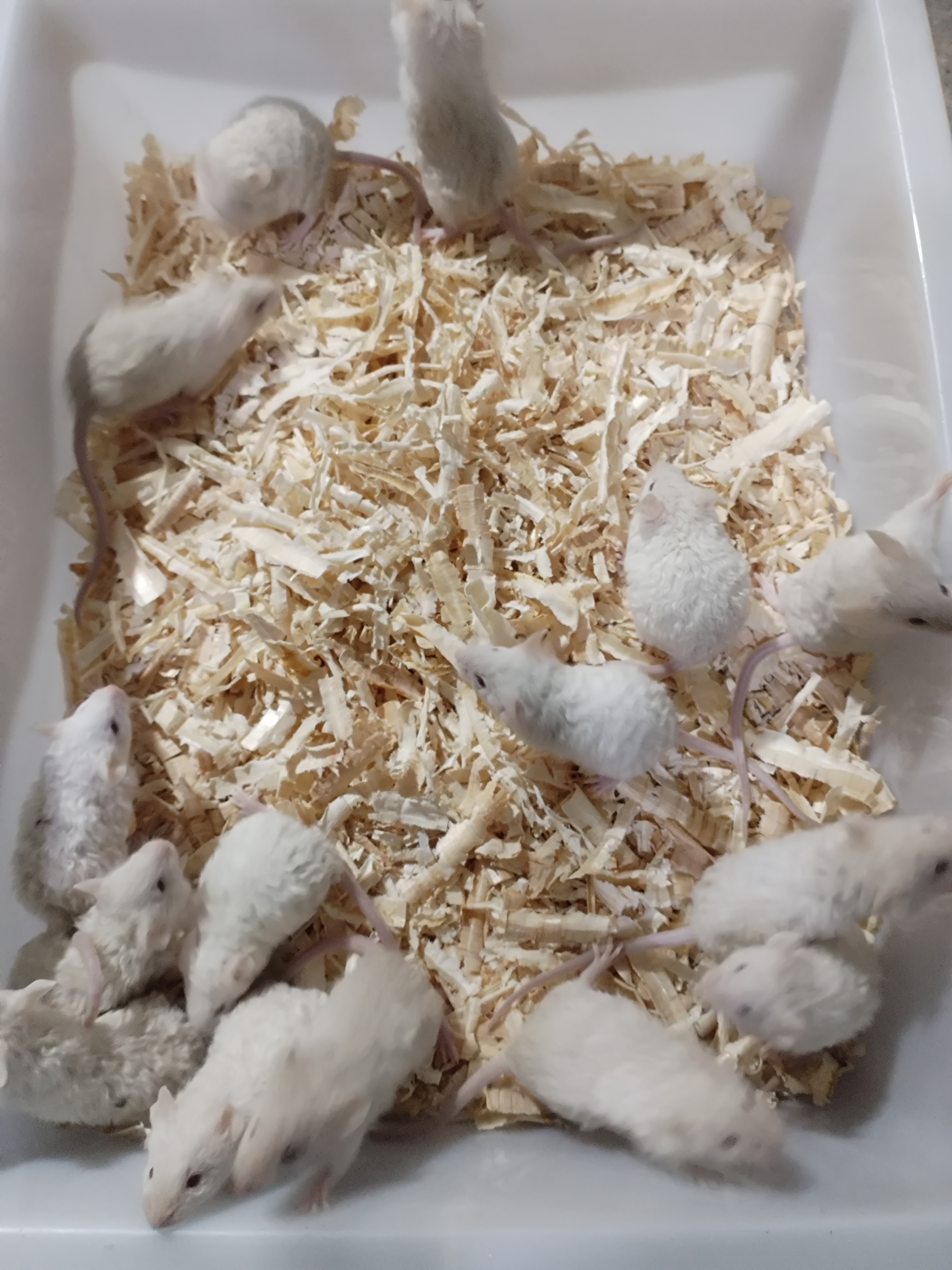 美版段子鼠暹罗